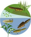 Newt life cycle in pond.